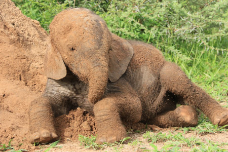 Botswana Elephant Sanctuary Elephants Without Borders