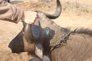 Buffalo snare removed