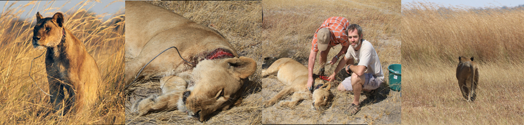 The snare was removed from this lioness, not a minute too soon. She has been sighted since and reported to be doing well. 