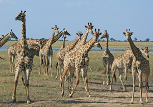 herbivore_giraffe_chobe